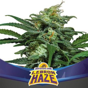 Lebron Haze XXL Auto x4 BSF Seeds