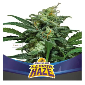 Lebron Haze XXL Auto x12 BSF Seeds